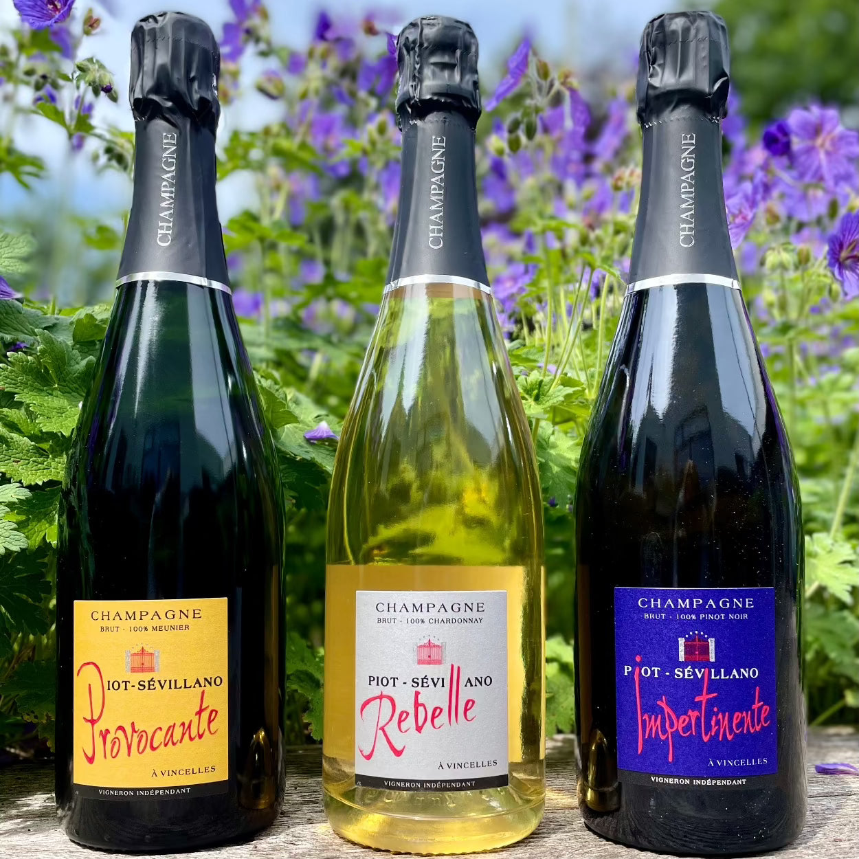 3 champagne flasker med grøn buske og lilla blomster i baggrund, Champagne Piot-Sévillano, Provocante, 100% Meunier, Brut, Champagne Piot-Sévillano,Rebelle 100% Chardonnay, brut, Champagne Piot-Sévillano, Impertinente, 100% Pinot Noir, Brut